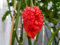 1 paquete de Bhutlah Rojo OG Chile Semillas Capsicum chinense
