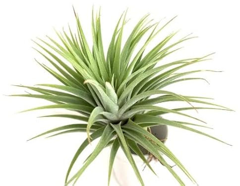 Tillandsia Verde DECOALIVE Planta del Aire Natural No Necesita Tierra