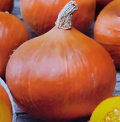 10 Samen, Hokkaido-Riesenkürbis. Eine frühe Sorte vom Hokkaido-Typ Kürbis