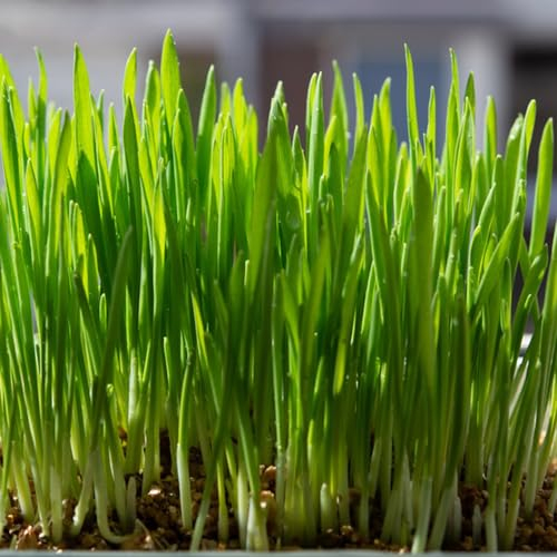 800 pcs katzengras samen für katzen, balkonpflanzen winterhart, bio saatgut katzengras saatgut samen kräuter, garten geschenk kräutergarten, pflanzensamen kräuter, zimmerpflanzen samen