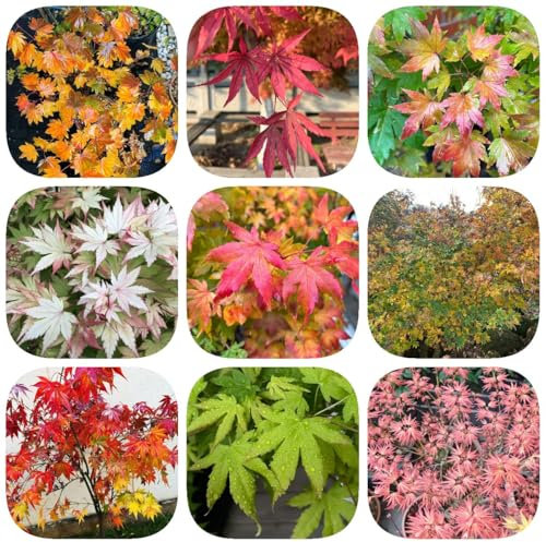 200 pcs Ahornbaum Kaufen Samen, Baum Samen, baumsamen, zimmerpflanzen Japanischer Ahorn - kübelpflanzen, exotische pflanzen samen pflanzensamen geschenk, alte sorten balkonpflanzen,