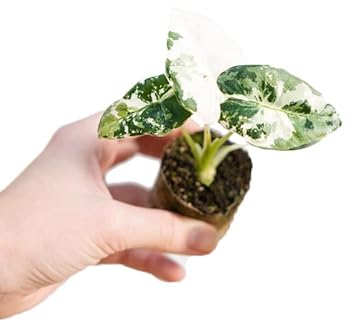 PLNTS - Baby Alocasia Frydek Variegata - plante d'intérieur - 2 cm boutures - Hauteur 12 cm