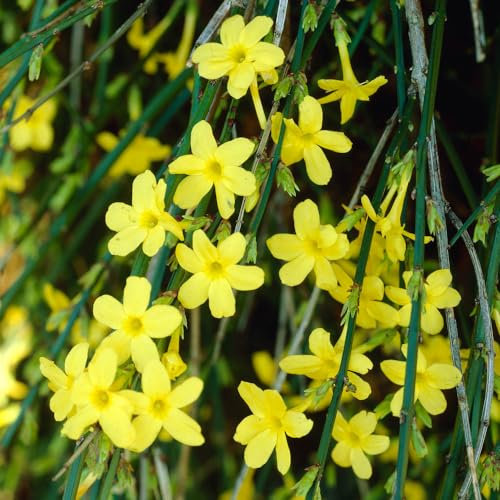 YouGarden - Winter Jasmine Jasminum nudiflorum - Established Plant in 9cm Pot Ready for Planting Winter Blooms Grow Your Own