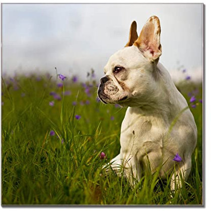 banjado Glas Magnettafel (40 x 60cm) - Magnetwand Glas - Magnetpinnwand als Memoboard - Pinnwand Magnettafel Küche, Büro, Kinderzimmer - Französische Bulldogge