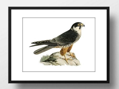 Din A4 Kunstdruck ohne Rahmen - Baumfalke Falco subbuteo - Falke Vogel Natur Ornithologie - Bild Druck Poster Bild