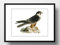 Din A4 Kunstdruck ohne Rahmen - Baumfalke Falco subbuteo - Falke Vogel Natur Ornithologie - Bild Druck Poster Bild