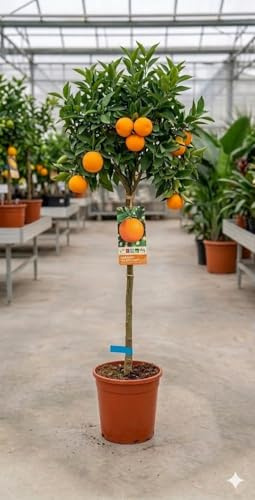 Naranjo Valenciano (Citrus sinensis) 10L – Árbol Frutal de Naranjas Dulces – Variedad Tradicional