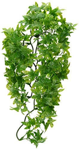 Zoo Med Congo Ivy Plante Plastique pour Terrarium Taille M Multicolore M (Lot de 1)