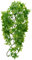 Zoo Med Congo Ivy Plante Plastique pour Terrarium Taille M Multicolore M (Lot de 1)