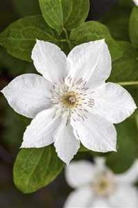 Clematis Hybride 'Destiny' Waldrebe Kletterpflanze im Topf gewachsen (60-100cm)