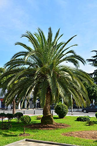 Hardy Phoenix Palm 5 Seeds, Pygmy Date Palm - House Plant or Garden