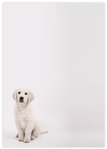 Briefpapier Golden Retriever Welpe | DIN A4 | 80g/m² | 20 Blatt | Motivpapier Hunde Nr. 152