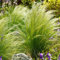 Semi resistenti all'erba piuma, Le piante perenni sono piante perenni resistenti Stipa tenuissima, semi esotici semi di erbe ornamentali decorazione del giardino per esterno Piante 500pcs
