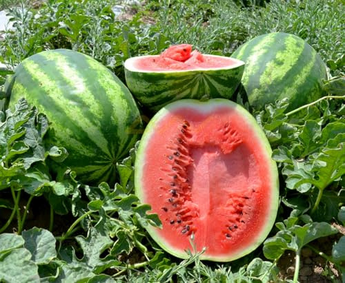 Wassermelone Florida Giant - Gewicht: 20-45kg - Der Riese unter den Wassermelonen - 10 Samen