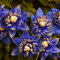 Clematis-Rhizom.Kletterpflanze. Clematis winterhart mehrjährige Pflanze. „Königin der Reben“.