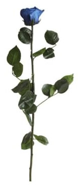 Verdissimo Rose préservée en étui de Cadeau