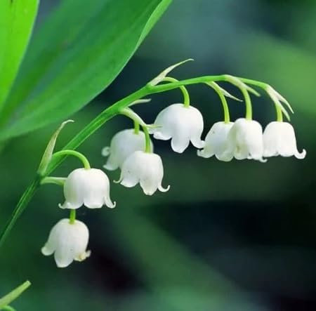 Lily of The Valley Flower Seeds 100pcs White
