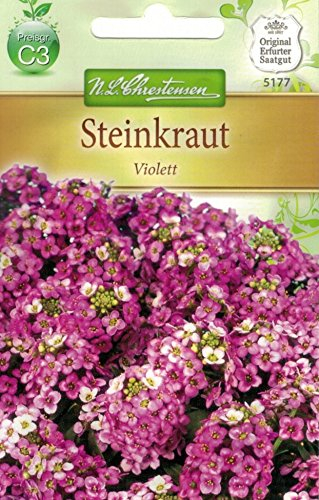 Chrestensen Steinkraut 'Violett'