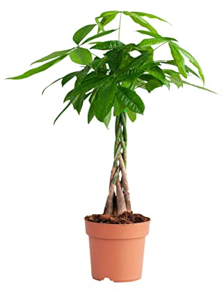 PLNTS - Pachira Aquatica - Zimmerpflanzen, Pflanzen Echt, Nachhaltige Verpackung Glückskastanie- 17cm Topf - Höhe 70cm - Direkt von der Gärtnerei