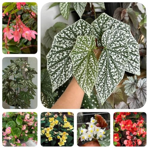 80 pz semi di begonia, piante di begonia, piante aromatiche culinarie piante esotiche erbe semi vasi per piante piante da giardino roccioso resistenti semi di varietà antiche, regalo