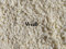 Aquaterratec Axogravel Weiß 5Kg, Spezialbodengrund für Axolotl