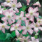 Clematis winterhart mehrjährig immergrün Kann auf Mauern, Sträucher und Zäune klettern-6knollen-F
