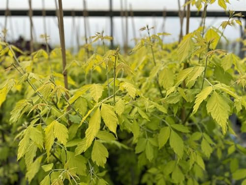 Direct Plants Acer Kellys Gold Maple Tree 6ft in a 7.5 Litre Pot Perfect for Patio Pots