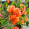 Pianta di bouganville - semi piante resistenti in vaso piante da ufficio rampicanti fiori selvatici semi di prato fiorito sempreverdi resistenti da balcone esotiche albero ornamentale 500pcs
