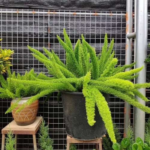 50 Pcs Zierspargel Pflanze Samen - Fuchsschwanz Farn - Geschenke Für Gärtner, Gartendeko Für Draußen, Asparagus Densiflorus, Geschenke Für Gartenfreunde, Zimmerbonsai Bonsai Deko
