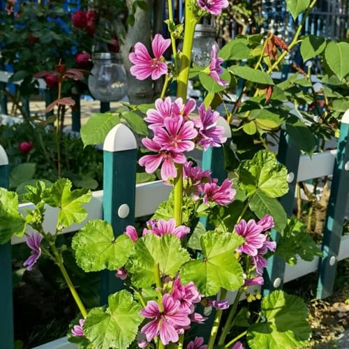 250 pcs wilde malve samen, wildblumensamen, winterharte stauden, Malve Malva sylvestris blumen für balkon, garden pflanzen samen, kübelpflanzen winterhart gastgeschenk blumensamen,