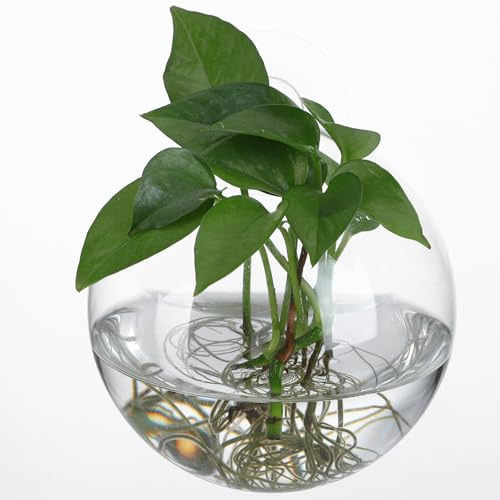 TOYANDONA Jardinières Murales en Transparentes Ensemble de 4 Design Arrondi Unique Décoration Élégante pour Plantes et Fleurs Salons ou Restaurants