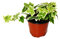 Hedera helix - ivy, white coloured foliage, 9cm pot
