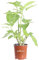 Pianta di Datura Arborea Pianta di Brugmansia Arborea pianta da esterno pianta da fiore vari colori pianta vera pianta ornamentale venduta da eGarden.store (Bianco v.17 cm)