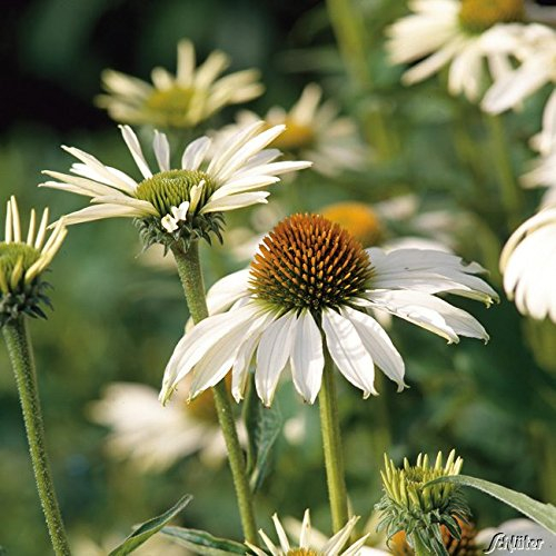 Weißer Sonnenhut 'Alba' - Echinacea purpurea Alba - Winterhart und mehrjährige Pflanze - 1 Pflanze im 9 cm Topf von Garten Schlüter - Pflanzen in Top Qualität (Im 9 cm Topf, Alba)