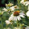 Weißer Sonnenhut 'Alba' - Echinacea purpurea Alba - Winterhart und mehrjährige Pflanze - 1 Pflanze im 9 cm Topf von Garten Schlüter - Pflanzen in Top Qualität (Im 9 cm Topf, Alba)