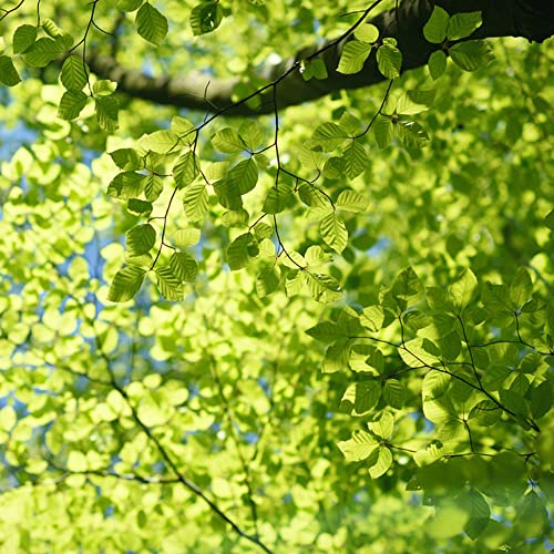 Buche Baum Kaufen - Fagus Sylvatica - Sträucher Winterhart Mehrjährig, Balkonpflanzen Schaffen Sie Eine Natürliche Atmosphäre In Ihrem Zuhause, Hochbeete Für Garten - 10 Stück