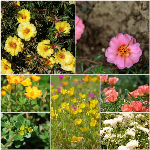 10 pcs portulak samen winterhart bio - wildblumensamen,Portulaca oleracea, kräuterbeet blumendeko pflanztöpfe kräuter pflanzen gartensamen kräuterlinge bienenweide
