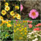 10 pcs portulak samen winterhart bio - wildblumensamen,Portulaca oleracea, kräuterbeet blumendeko pflanztöpfe kräuter pflanzen gartensamen kräuterlinge bienenweide