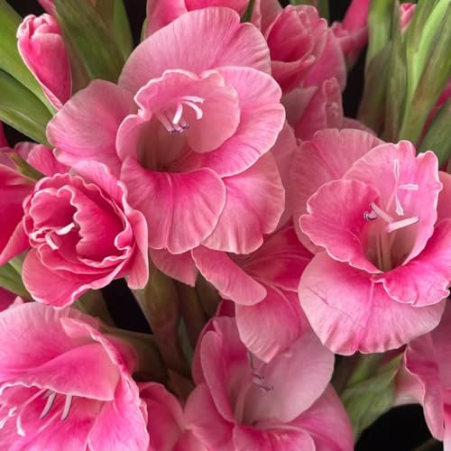 2 pcs gladiolen zwiebeln winterhart, Gladiolen Knollen, hydrokultur pflanzen schnittblumen gladiolus zwiebeln (Gladiolus gandavensis) outdoor pflanzen, gartenpflanzen exotische pflanzen