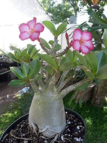 Seeds Desert Mix Seeds of the Rose, Adenium Obsum Semi double petals bonsai flowers seed 50% real perennial seed garden Seedsin pot: Only seeds