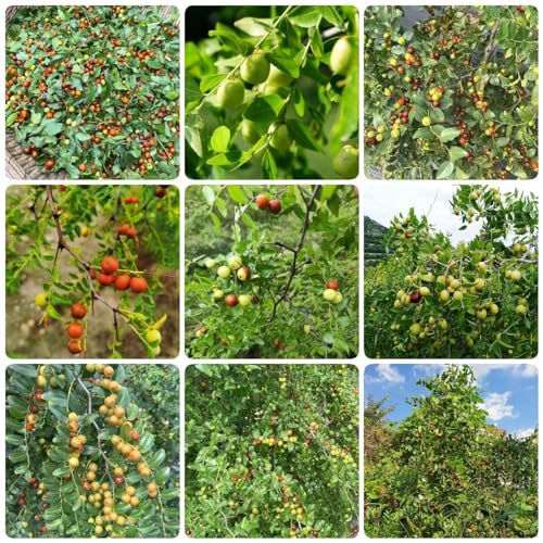 120 pcs jujube pflanzen samen bäume kaufen nachhaltige geschenke für frauen winterfeste pflanzen für balkon frisches obst topfpflanzen draußen winterhart obstbaum geschenke seltene