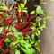 60 pz Semi di agrifoglio giapponese, piante in vaso per esterni, regali da giardino Agrifoglio, pianta di leccio, piante decorative, piante perenni resistenti alberi da giardino resistenti