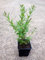 35 x Liguster im Topf 30-40cm 9m Hecke Ligusterhecke Heckenpflanzen Sichtschutz
