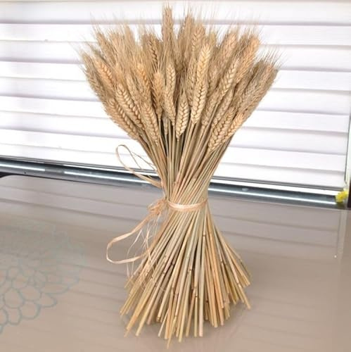 Bunch of Real Dried Wheat Stems - Sheaves Wedding Rustic Natural Flower -Natural - 100 Stems 60cm