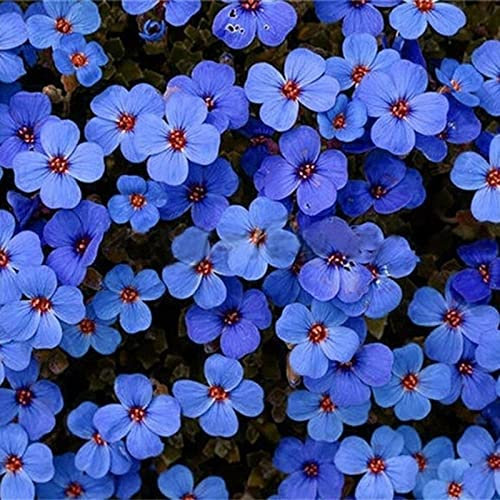 Saterkali Semillas de flores, 200 Unids/bolsa Semillas de flores Plantas colgantes prolíficas Plantas de jardín de verbena raras para interior y exterior para parterre Azul