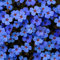Saterkali Semillas de flores, 200 Unids/bolsa Semillas de flores Plantas colgantes prolíficas Plantas de jardín de verbena raras para interior y exterior para parterre Azul