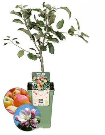 Bio Apfelbaum - Malus - Ø20cm - ↨60cm
