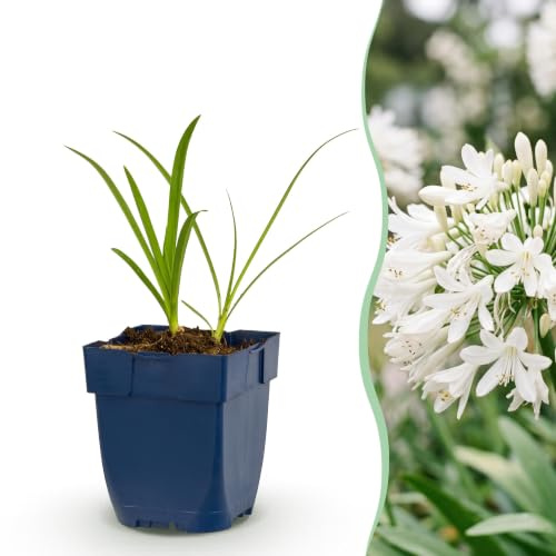 Agapanthus africanus Albus - Lirio africano - Atrae a abejas y mariposas - Blanco - 6 plantas - 15-25cm - Ø11cm - Planta de jardín