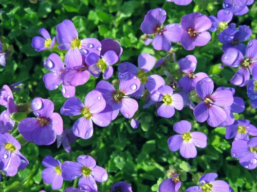Staudenkulturen Wauschkuhn Aubrieta cultorum 'Blue Emperor' - Blaukissen - Staude im 9cm Topf