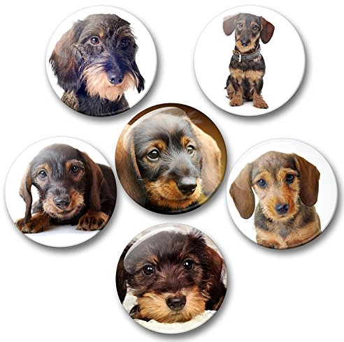 Dackel Teckel Dachshund Porträt - 6 große Kühlschrankmagnete [ 01 ]
